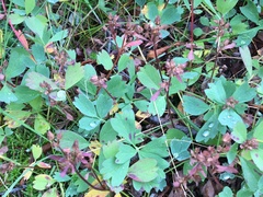 Sibbaldia procumbens