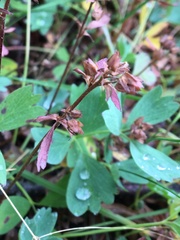 Sibbaldia procumbens