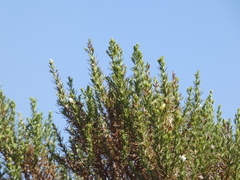Ericameria pinifolia