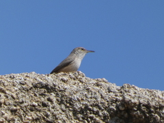 Salpinctes obsoletus