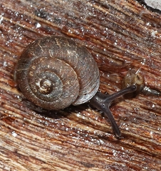 Excellaoma melbournensis
