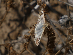 Heliopetes ericetorum