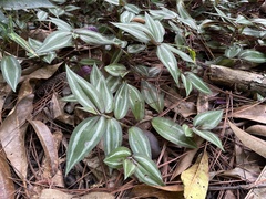 Tradescantia zebrina