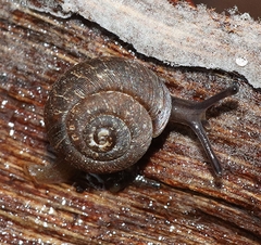 Excellaoma melbournensis