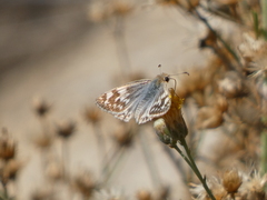 Heliopetes ericetorum