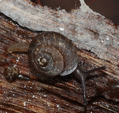 Excellaoma melbournensis