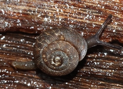 Excellaoma melbournensis