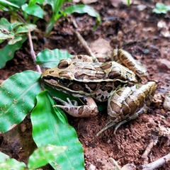 Lithobates forreri