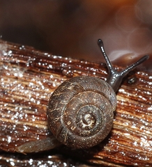 Excellaoma melbournensis