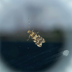 Dryadaula pactolia