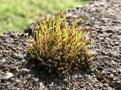 Tortula muralis