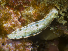 Dermatobranchus rodmani