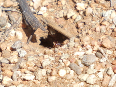 Endiodioctes
