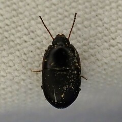 Gondwanocrypticus platensis