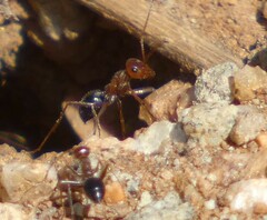 Endiodioctes