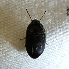 Gondwanocrypticus platensis