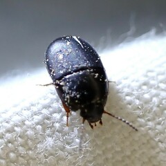 Gondwanocrypticus platensis