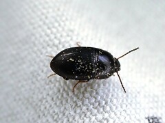 Gondwanocrypticus platensis