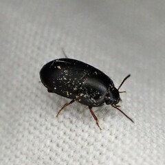 Gondwanocrypticus platensis