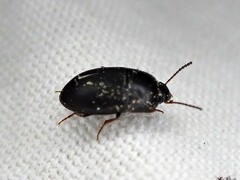 Gondwanocrypticus platensis