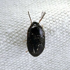 Gondwanocrypticus platensis