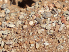 Endiodioctes