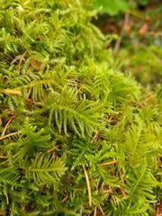 Kindbergia oregana