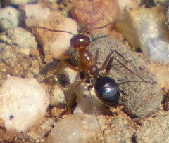 Endiodioctes