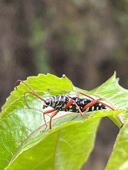 Placosternus crinicornis