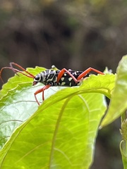 Placosternus crinicornis