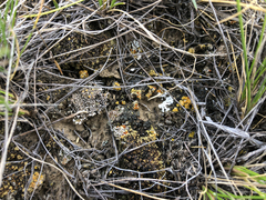 Gyalolechia bracteata