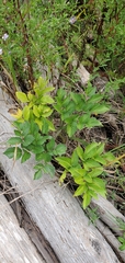 Angelica lucida