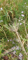 Angelica lucida