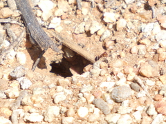 Endiodioctes