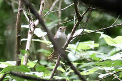 Thryophilus pleurostictus