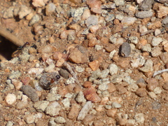 Endiodioctes