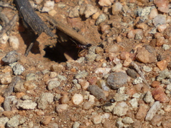 Endiodioctes