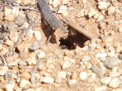 Endiodioctes