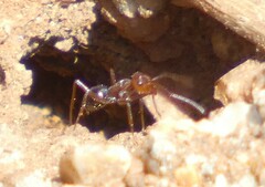 Endiodioctes