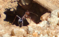 Endiodioctes