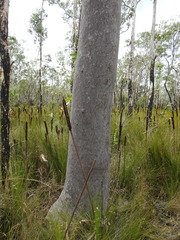 Angophora leiocarpa
