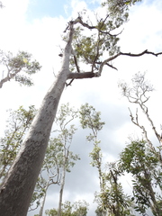 Angophora leiocarpa