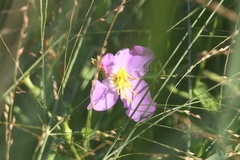 Rhexia mariana