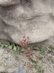 Lysimachia mauritiana