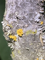 Polycauliona polycarpa