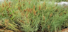 Distichlis spicata