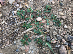 Euphorbia glyptosperma