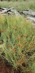 Distichlis spicata