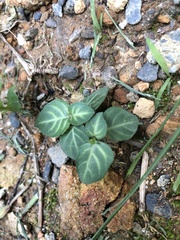 Lepidagathis inaequalis