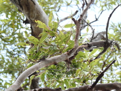 Angophora leiocarpa